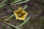 Coastal groundcherry